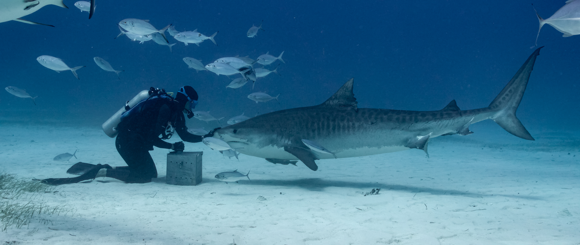 Nourrissage d'un requin. © Pierre Léo Paul, tous droits réservés 